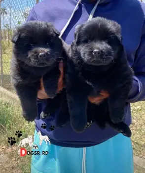Chow chow ambos sexos