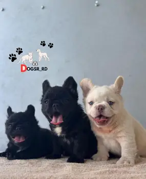 Bulldog francés fluffy ambos sexos