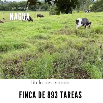 Finca de 893 tareas ganaderas con vocación agrícolas en nagua