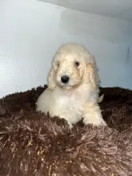 Poodle gigantes ambos sexos