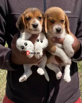 Beagle hembras