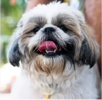 La vega remato cachorros shih tsu en la vega hermosos  8 0 9 3 9 6 9 6