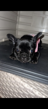 Oferta cachorro bulldog frances hembra con pedigri en santo domingo y