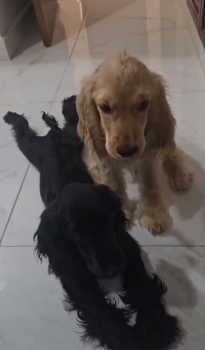 Oferta cachorro cocker spaniel ambos sexo en santo domingo y vacunados