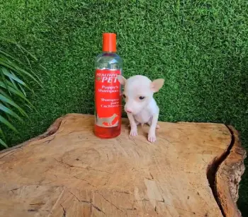 Oferta cachorro chihuahua ambos sexo en santo domingo con su vacuna al