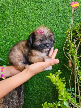 Oferta cachorro shipoo ambos sexo en santo domingo vacunados