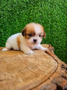 Oferta cachorro shipoo hembra en santo domingo y vacunado