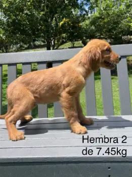 Oferta cachorro golden retriever hembra en santo domingo con su vacuna