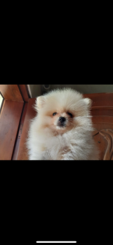 Pomerania mini