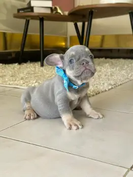 Oferta cachorro bulldog frances ambos sexo en santo domingo con todo a