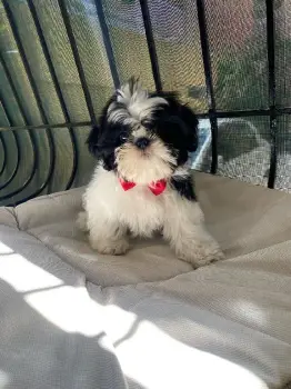 Oferta cachorro shih tzu macho en santo domingo y se entrega con todo