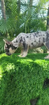 Oferta cachorro bulldog frances hembra merle en santo domingo y se ent
