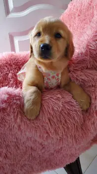 Oferta cachorro golden retriever hembra en santo domingo y se entrega