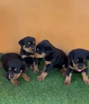 Ferta cachorro rottweiler ambos sexo y en santo domingo y se entrega c