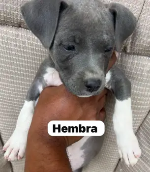 Oferta cachorro pitbull ambos sexo en santo domingo y se entrega con t