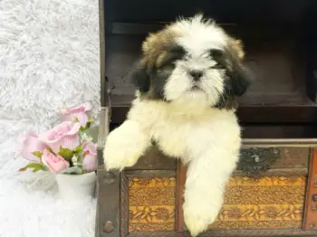 Oferta cachorro shih tzu macho bicado en santo domingo y tiene su vacu