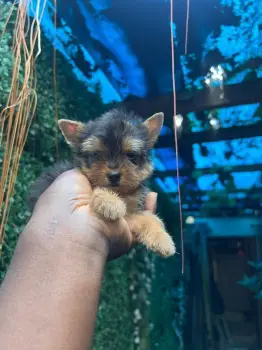Oferta cachorro yorkie macho ubicado en santo domingo y tiene su vacun