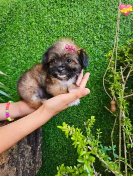 Oferta cachorro shipoo ambos sexo en santo domingo y se entrega con to