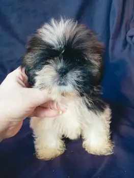Oferta cachorro shih tzu mini hembra se entrega con todo al dia ubicad
