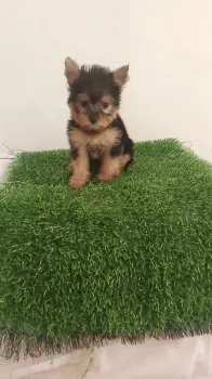 Oferta cachorro yorkie hembra se entrega con todo al dia ubicado en sa