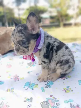 Oferta cachorro bulldog frances hembra y se entrega con todo al dia ub