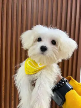 Oferta cachorro maltes macho se entrega con todo al dia ubicado en san