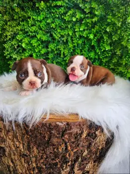 Oferta cachorro boston terrier ambos sexo se entrega con todo al dia u