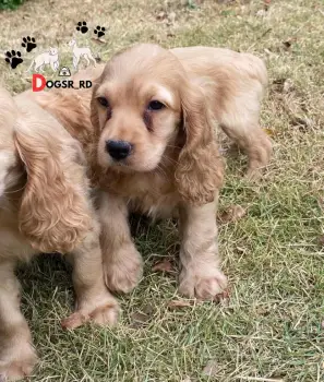 Cooker spaniel ambos sexos