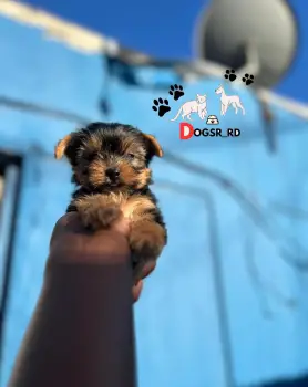 Yorkie ambos sexos