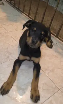 Oferta cachorro rottweiler macho con sus vacunas al dia en santo domin
