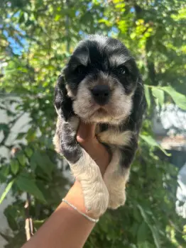 Oferta cachorro cocker spaniel macho en santo domingo vacuna al dia