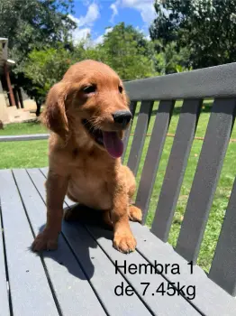 Oferta cachorro golden retriever ambos sexo en santo domingo