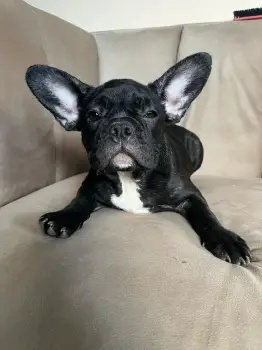 Oferta cachorro bulldog frances hembra en santo domingo y vacunado
