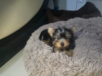 Oferta cachorro yorkie hembra en santo domingo y vacunada