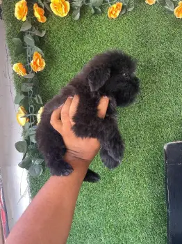 Oferta cachorro shipoo macho en santo domingo y todo al dia