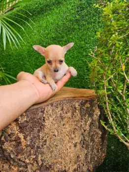 Oferta cachorro chihuahua macho en santo domingo con sus vacuna