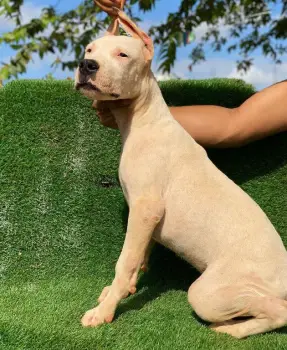Oferta cachorro dogo argentino hembra en santo domingo vacunada