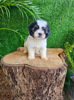 Oferta cachorro shipoo ambos sexo en santo domingo vacunados