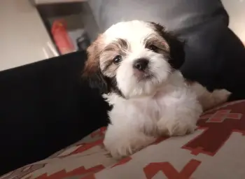 Oferta cachorro shih tzu hembra en santo domingo y vacuna al dia