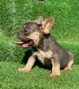 Ferta cachorro bulldog frances hembra lilac and tan curier chocolate e