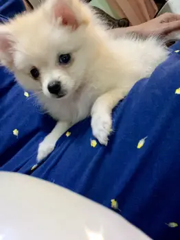 Pomerania hembra hermosa vacunada y desparasitada