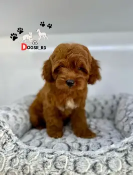 Cockapoo  macho