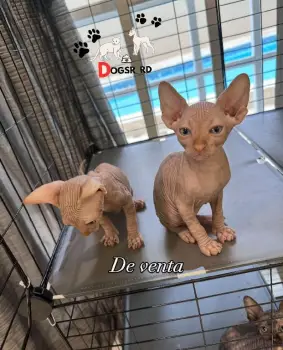 Gatos esfinges ambos sexos