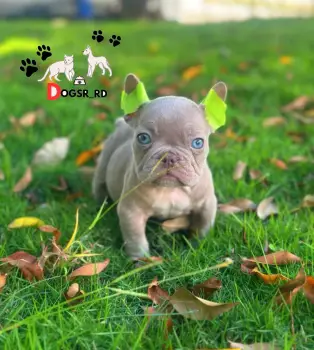 Bulldog francés ambos sexos
