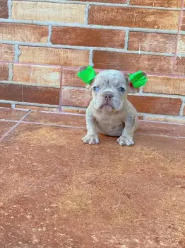 Bulldog frances