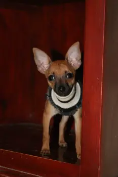 Cachorrita chihuahua 3 en adopcion