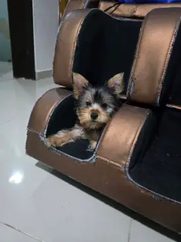 Oferta cachorro yorkie hembra en santo domingo y vacunada
