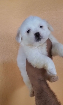 Oferta cachorro shipoo hembra en santo domingo y vacunado