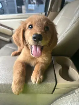Oferta cachorro golden retriever macho en santo domingo vacunado