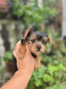 Oferta cachorro yorkie hembra en santo domingo y vacunada